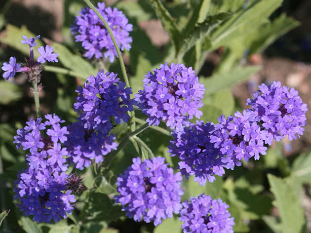 Вербена жесткая / Verbena rigida