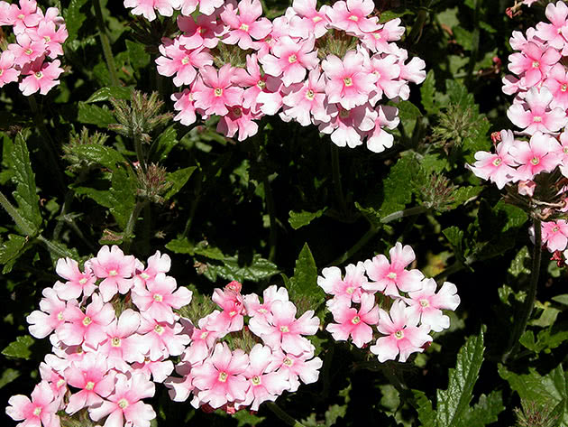 Вербена гибридная / Verbena hybrida
