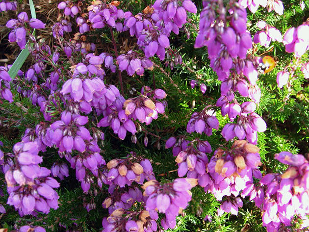 Вереск обыкновенный / Calluna vulgaris