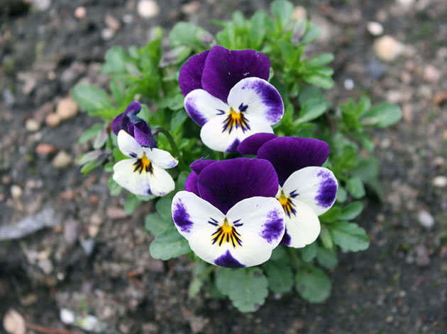 Виола Виттрока / Viola wittrockiana