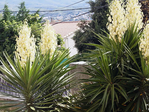 Юкка алоэлистная / Yucca aloifolia