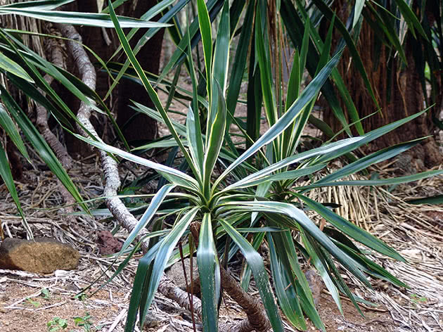 Юкка слоновая / Yucca elephantipes