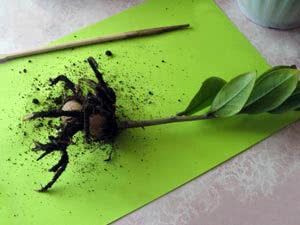 Размножение замиокулькаса