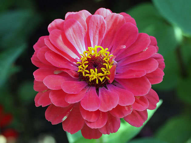 Plant of zinnia