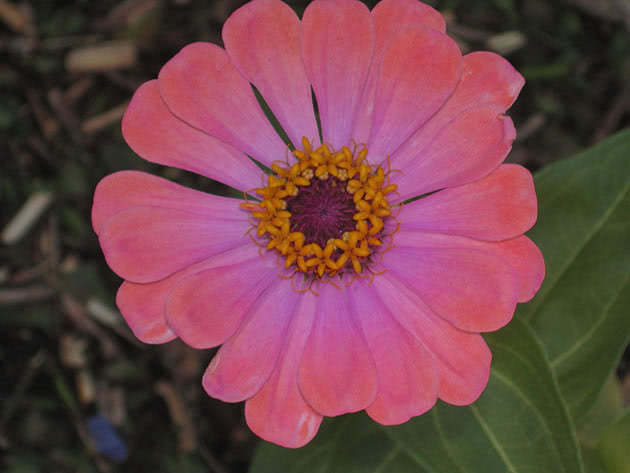 Циния изящная / Zinnia elegans