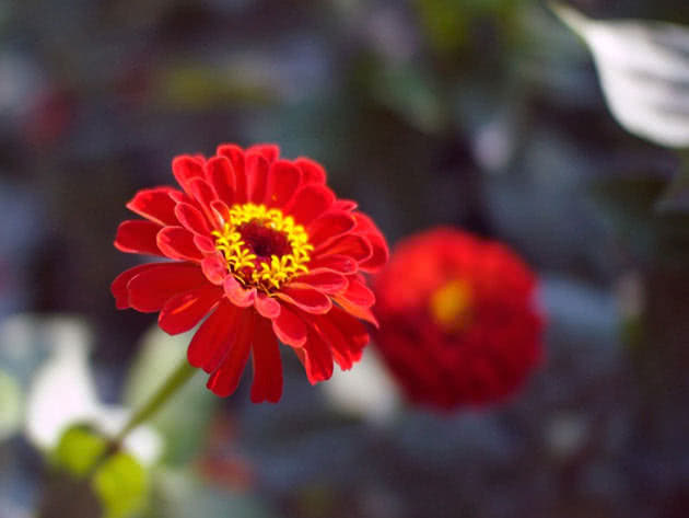 Циния изящная / Zinnia elegans