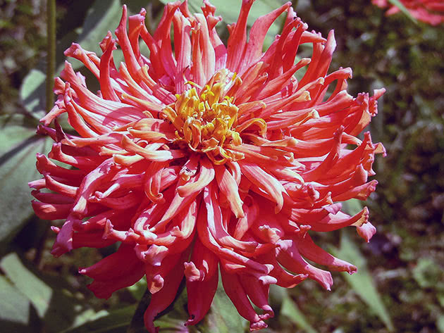 Циния изящная / Zinnia elegans