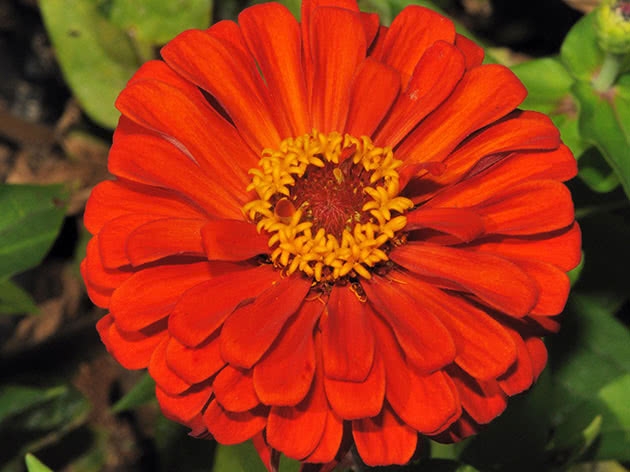 Циния изящная / Zinnia elegans