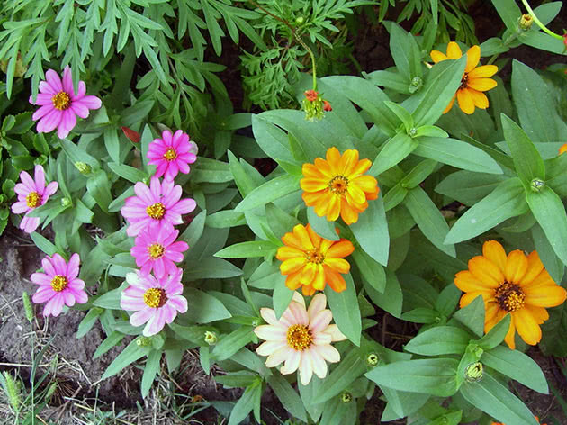 Циния узколистная / Zinnia angustifolia