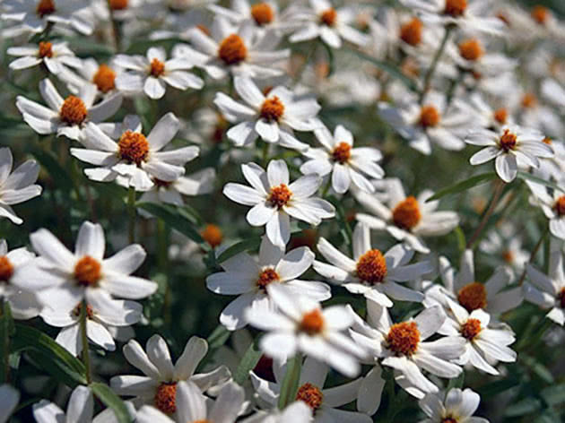 Циния линеарис / Zinnia linearis