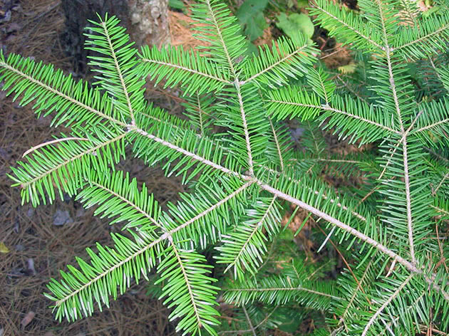 Пихта бальзамическая / Abies balsamea