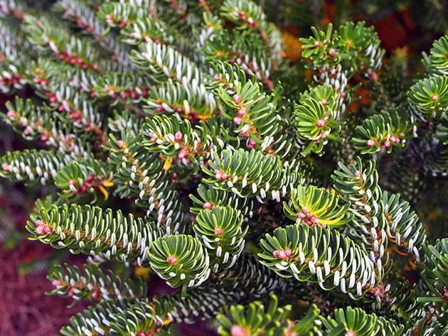 Пихта корейская / Abies koreana