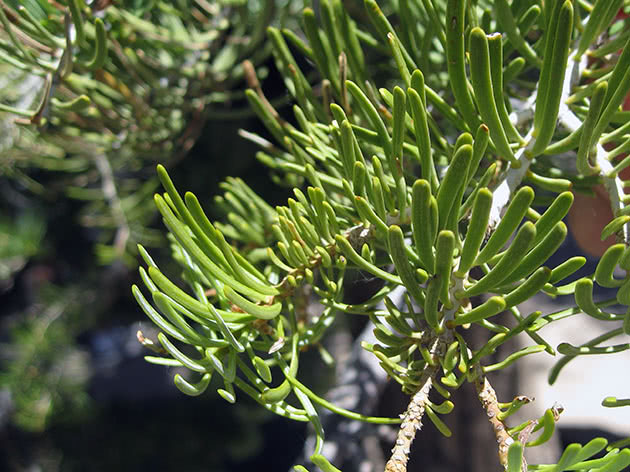 Пихта одноцветная / Abies concolor