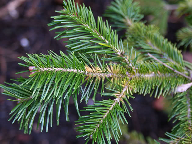 Пихта сибирская / Abies sibirica