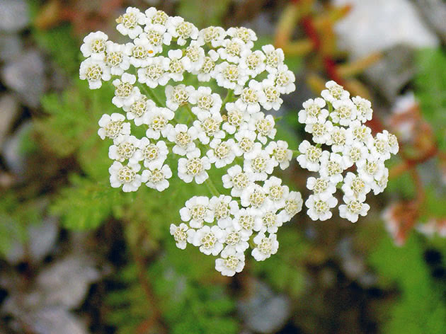 Тысячелистник благородный (Achillea nobilis)