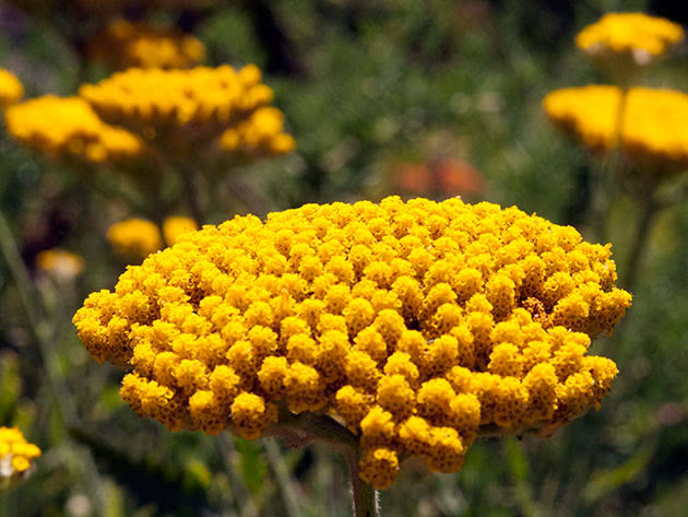 Тысячелистник таволговый (Achillea filipendulina)