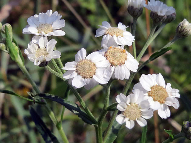 Тысячелистник птармика (Achillea ptarmica)