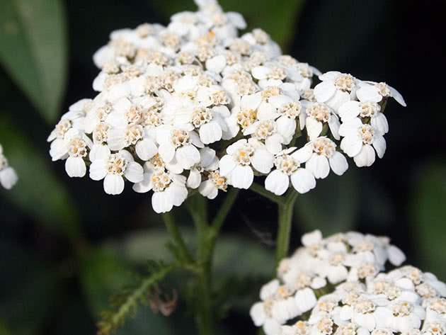 Тысячелистник обыкновенный (Achillea millefolium)