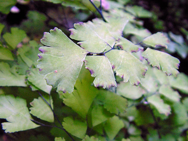 Адиантум венерин волос / Adiantum capillus-veneris