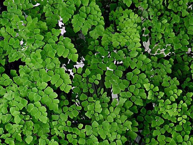 Адиантум нежный, или адиантум розовый (Adiantum tenerum)