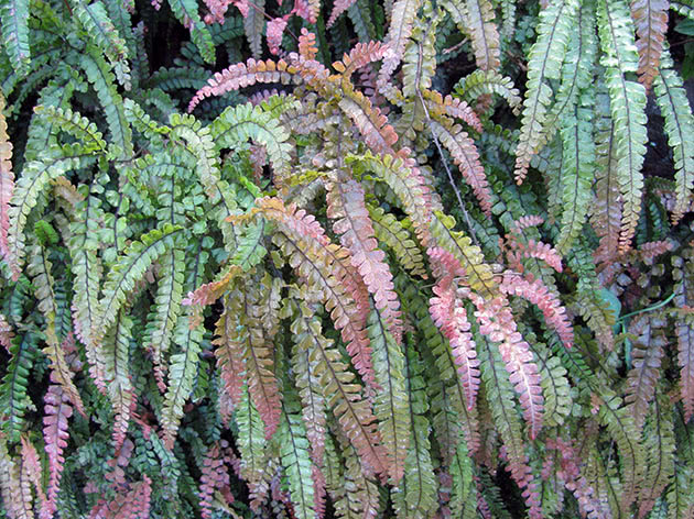 Адиантум мелковолосистый, или адиантум мелкоопушенный (Adiantum hispidulum)