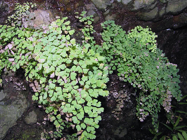 Адиантум Радди (Adiantum raddianum), или клиновидный (Adiantum cuneatum