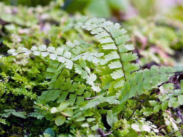 Адиантум хвостатый / Adiantum caudatum