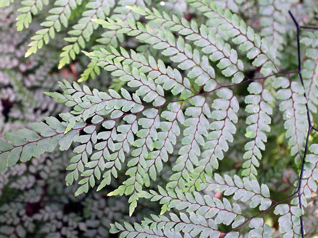 Адиантум красивый, или адиантум прекрасный (Adiantum formosum)