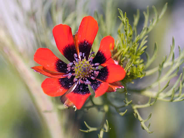 Адонис осенний (Adonis annua)