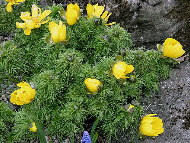 Адонис волжский (Adonis volgensis)