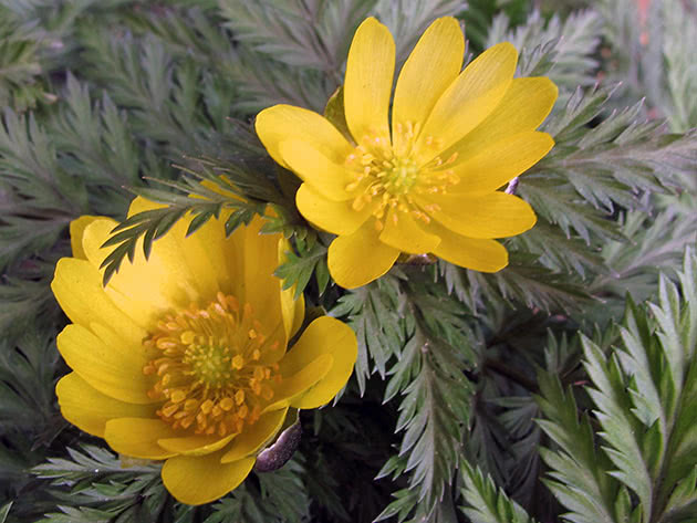 Адонис амурский (Adonis amurensis)