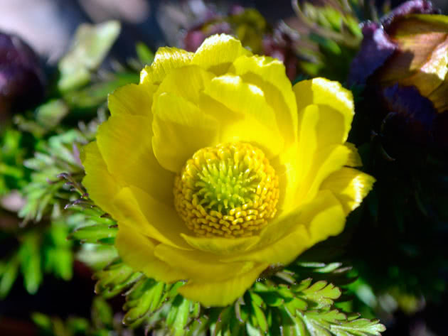 Адонис золотистый (Adonis chrysocyathus)