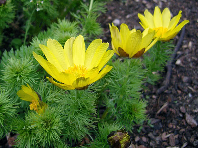Адонис весенний (Adonis vernalis)
