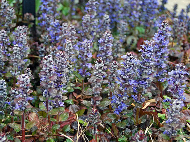 Живучка ползучая (Ajuga reptans)