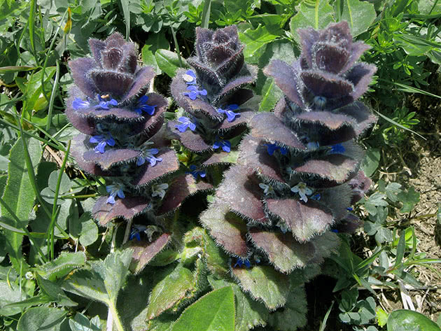 Живучка пирамидальная (Ajuga pyramidalis = Ajuga occidentalis)