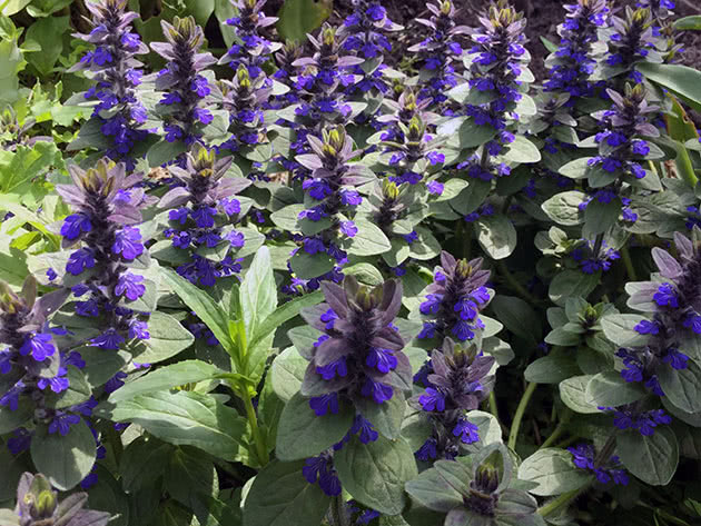 Живучка женевская (Ajuga genevensis)