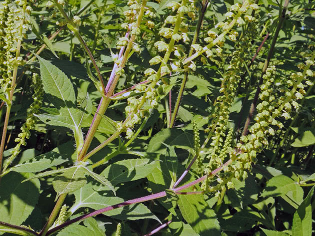 Амброзия трехраздельная (Ambrosia trifida)