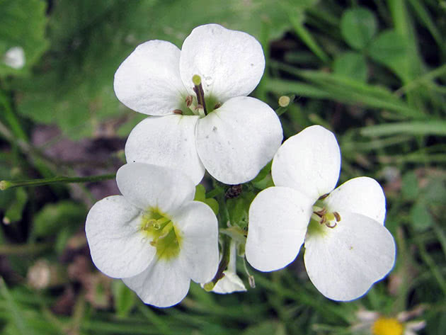 Арабис альпийский (Arabis alpina = Arabis flaviflora)
