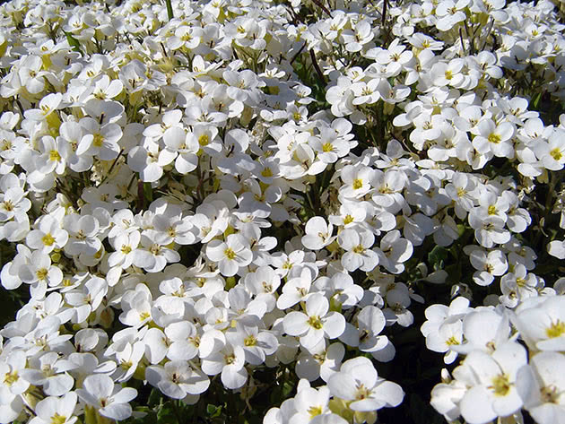 Арабис кавказский (Arabis caucasica)