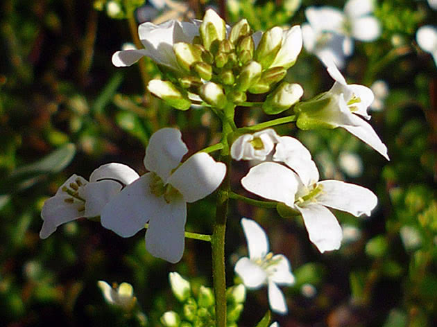 Арабис выбегающий (Arabis procurrens)