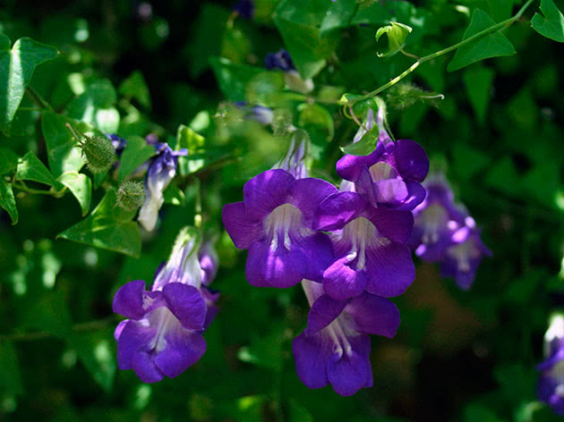 Азарина лазающая (Asarina scandens)
