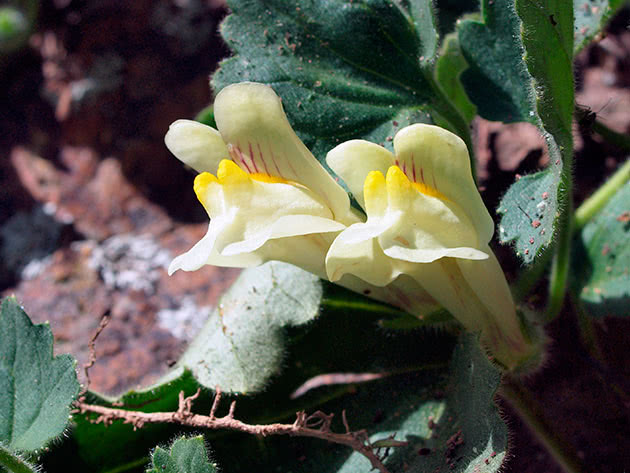 Азарина распростертая (Asarina procumbens = Antirrhinum asarina)