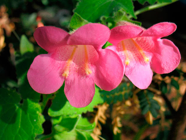 Азарина краснеющая (Asarina erubescens)