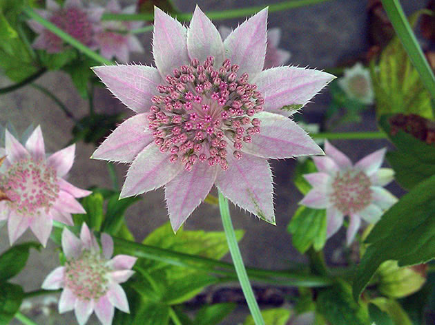 Астранция наибольшая (Astrantia maxima)