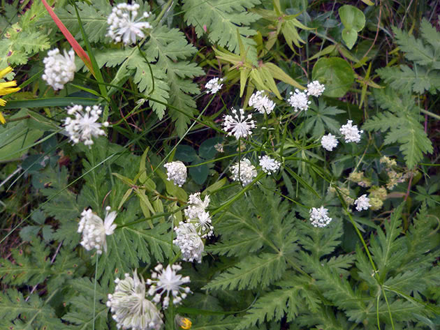 Астранция малая (Astrantia minor)
