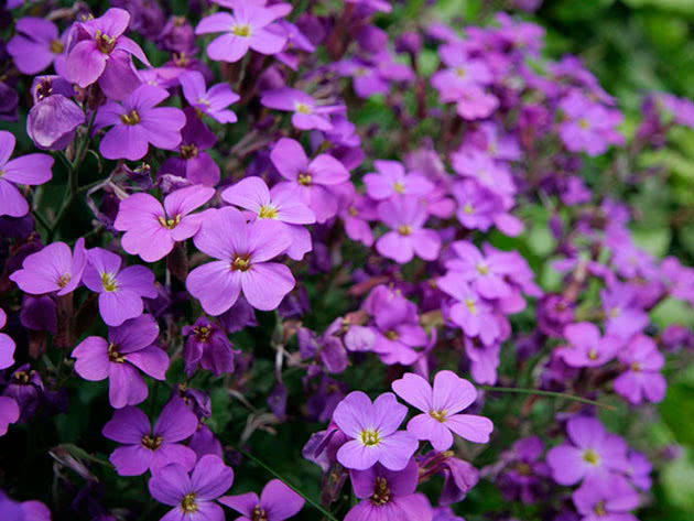 Обриета дельтовидная (Aubrieta deltoidea)