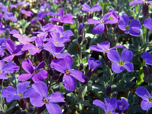 Обриета культурная (Aubrieta х cultorum)