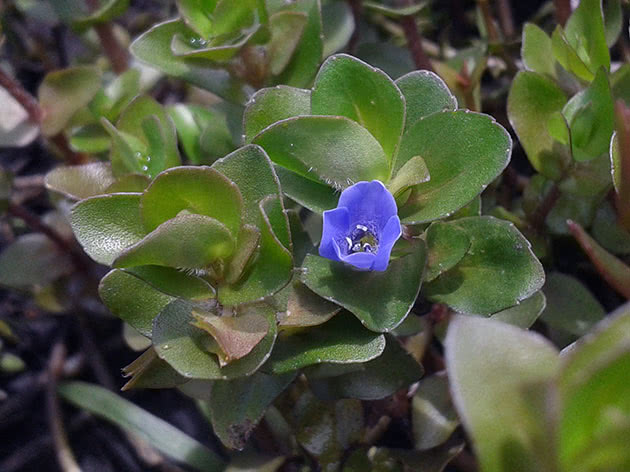 Бакопа каролинская (Bacopa caroliniana)