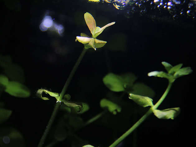 Бакопа австралийская (Bacopa australis)