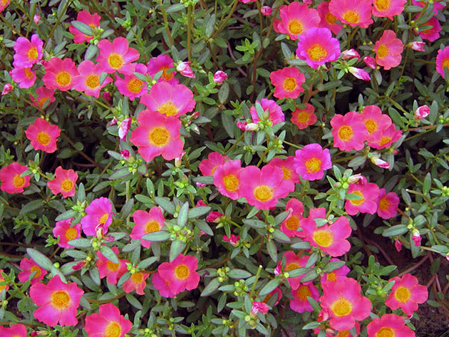 Бакопа Монье (Bacopa мonnieri)